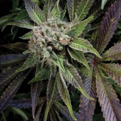 Blue Pyramid semillas marihuana