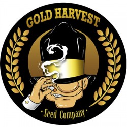 auto Mazar Gold Harvest