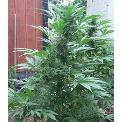 Deep Mandarine semillas cannabis