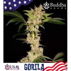 Gorila auto Buddha Seeds