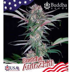 Buddha auto Zkitt semillas marihuana