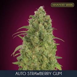 Strawberry Gum auto Advanced Seeds