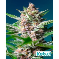 Punch Cookies Mamiko Seeds