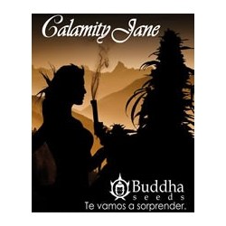 Calamity Jane de Buddha Seeds