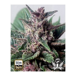 semillas marihuana Grizzly Purple auto de BlimBurn