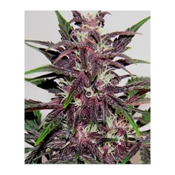 semillas marihuana Grizzly Purple Kush de BlimBurn