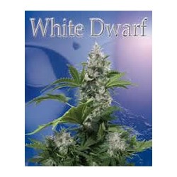 White Dwarf de Buddha Seeds