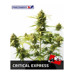 Critical express auto de Positronics semillas marihuana