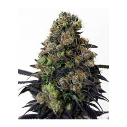 Acid Dough de Ripper Seeds semillas cannabis