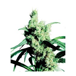 Silver Haze 9 de Sensi Seeds semillas marihuana