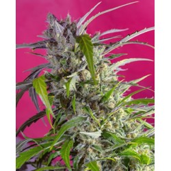 Crystal Candy auto de Sweet Seeds