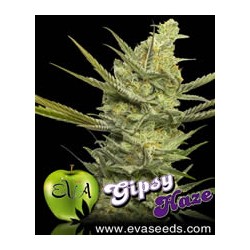Gipsy Haze de Eva Seeds