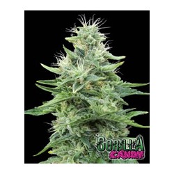 Gorilla Candy de Eva Seeds semillas marihuana