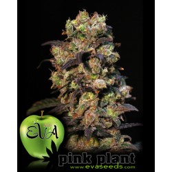 Pink Plant de Eva Seeds semillas marihuana