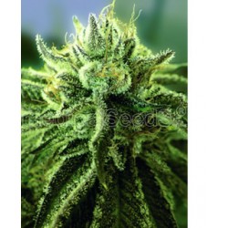 Canadian Kush 2.0 de Medical Seeds semillas marihuana