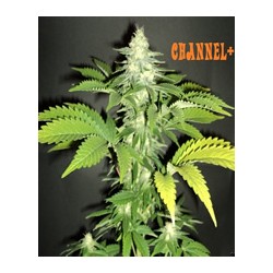Channel + de Medical Seeds semillas marihuana
