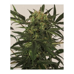 MK Ultra auto de TH Seeds semillas marihuana