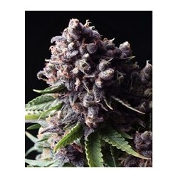 semillas marihuana auto Purple de Pyramid