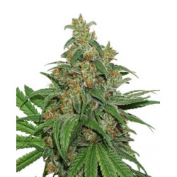AK 420 de Seed Stockers semillas marihuana