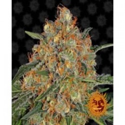 Orange Sherbet de Barney´s Farm semillas marihuana