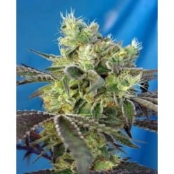 Do-Sweet-Dos F1 de Sweet Seeds semills marihuana