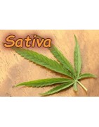 50 semillas marihuana sativa dominante, poderosas con alto THC