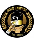 Gold Harvest semillas marihuana económicas muy baratas