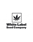 Semillas marihuana White Label feminizadas y autoflorecientes.