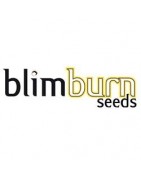 Blimburn Seeds especialista en variedades de cannabis  americanas