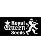 Royal Queen seeds banco de  semillas de cannabis o marihuana