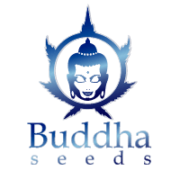 Banco Buddha Seeds
